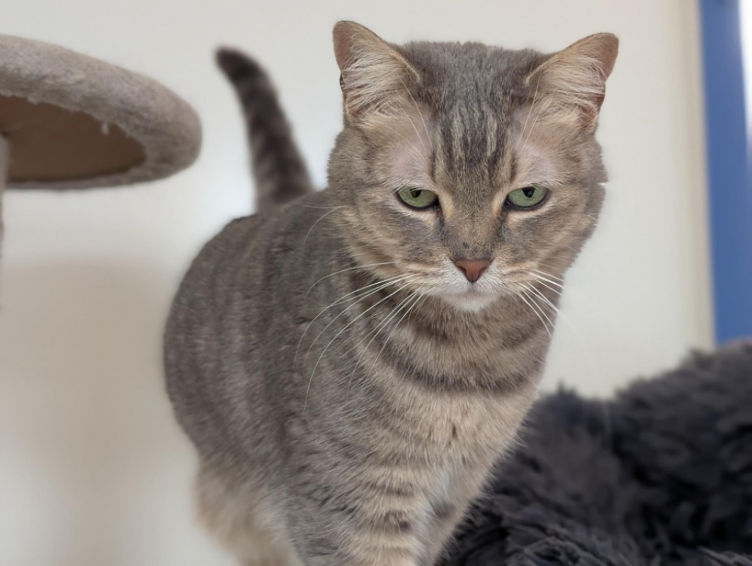 Photo #2 de Orchidee