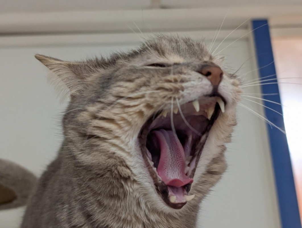 Photo #3 de Orchidee