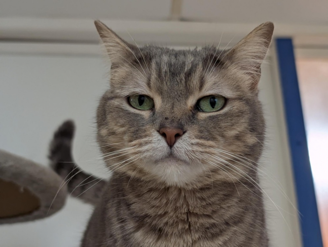 Photo #4 de Orchidee