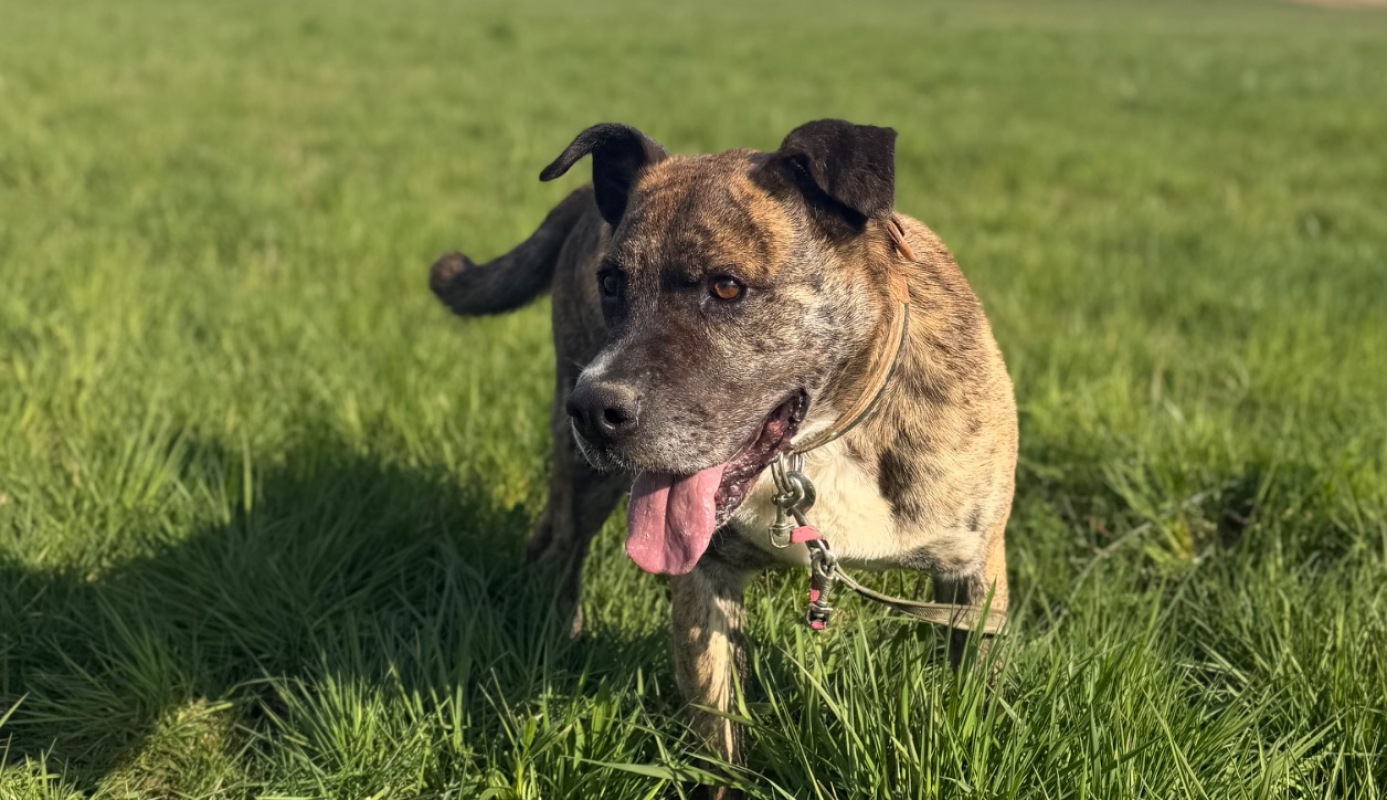 Photo #1 de Babouille