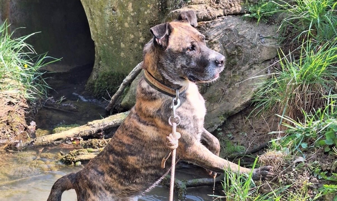 Photo #17 de Babouille