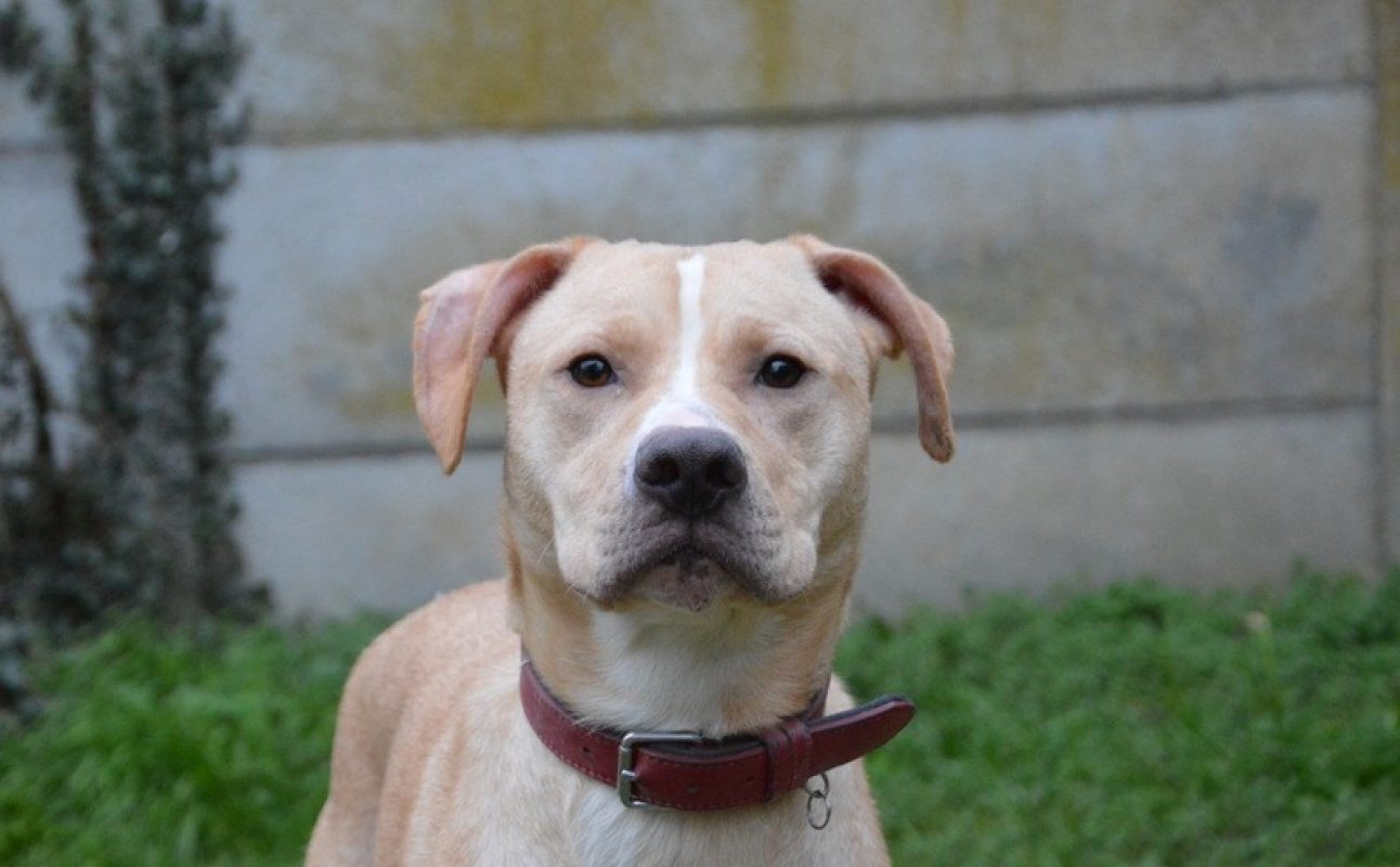 Tokyo - Chien à adopter
