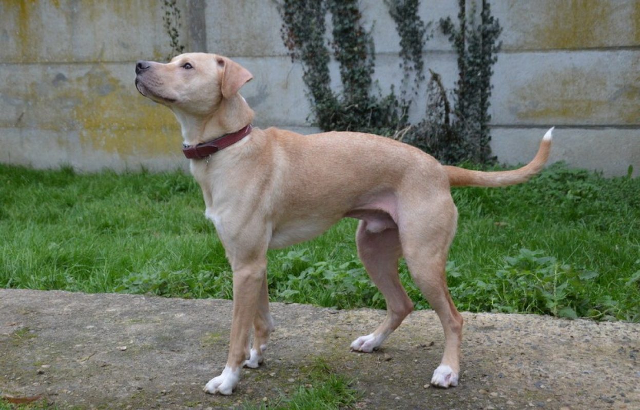 Tokyo - Chien à adopter - photo 2
