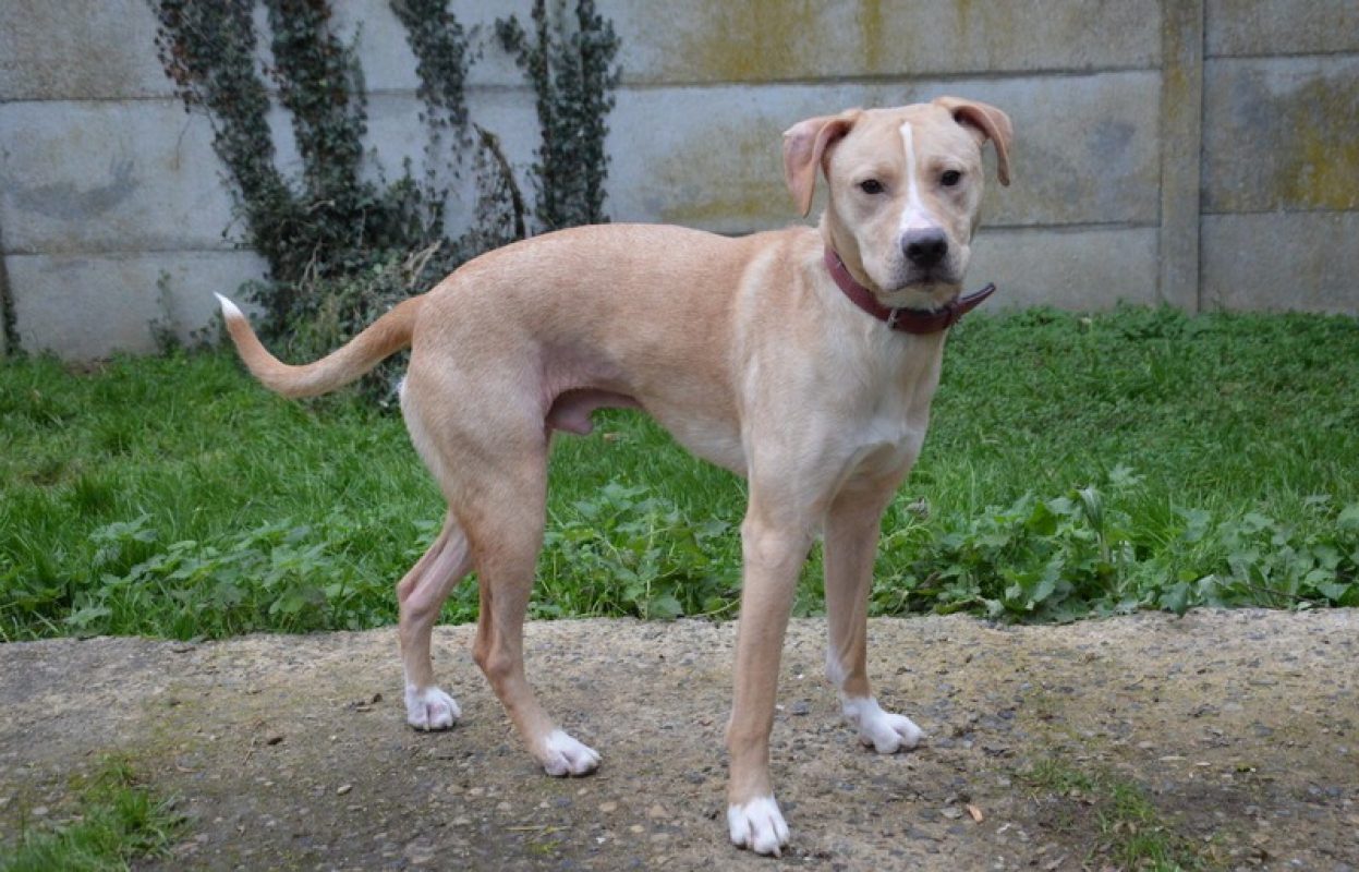 Tokyo - Chien à adopter - photo 3