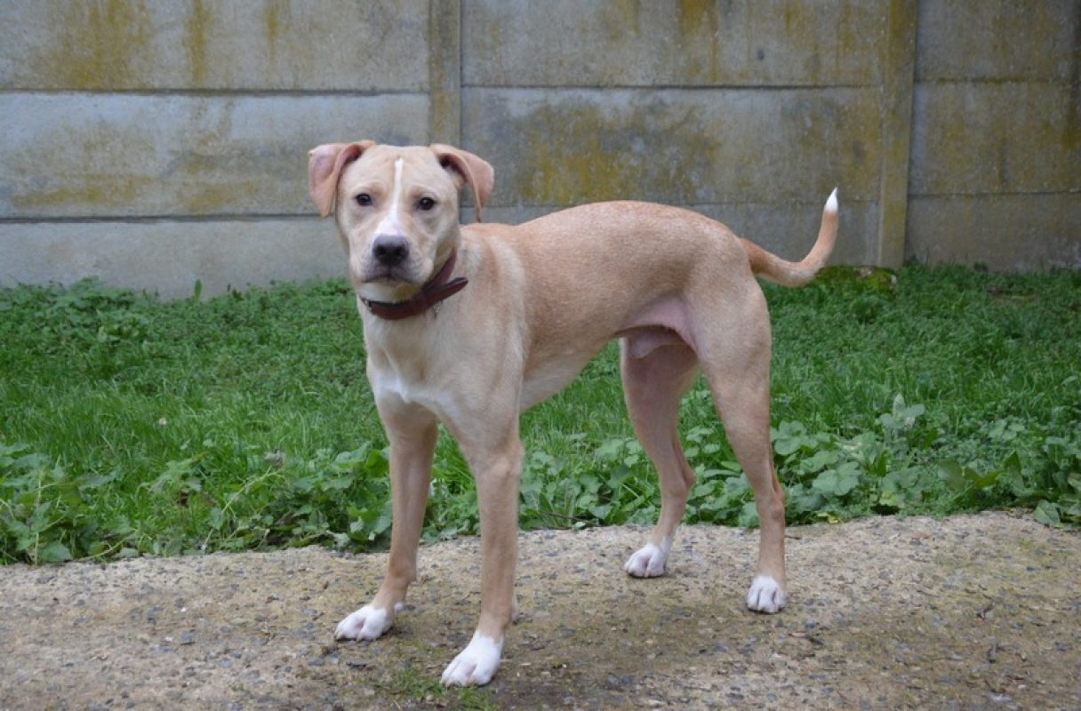 Tokyo - Chien à adopter - photo 4