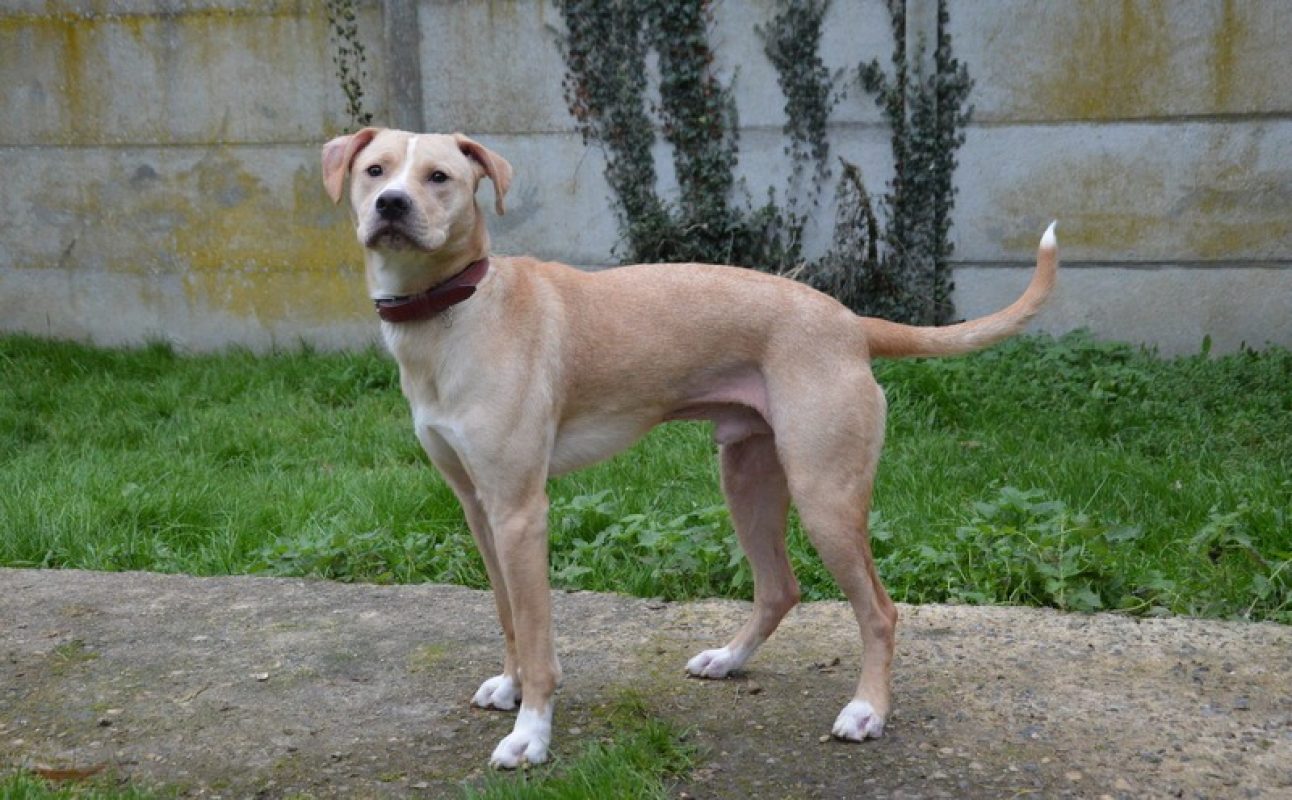 Tokyo - Chien à adopter - photo 5