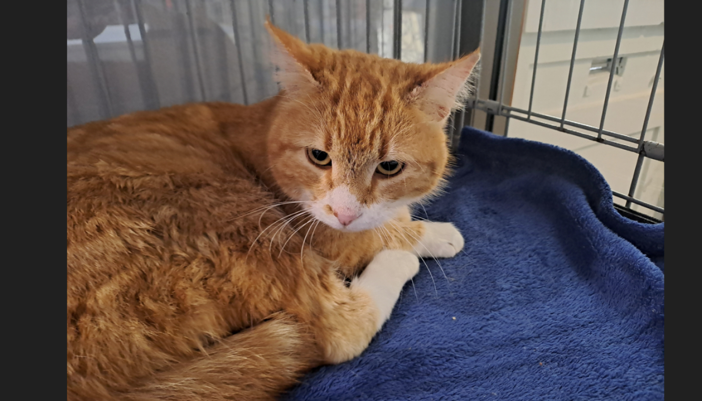 Photo #2 de Mangouste