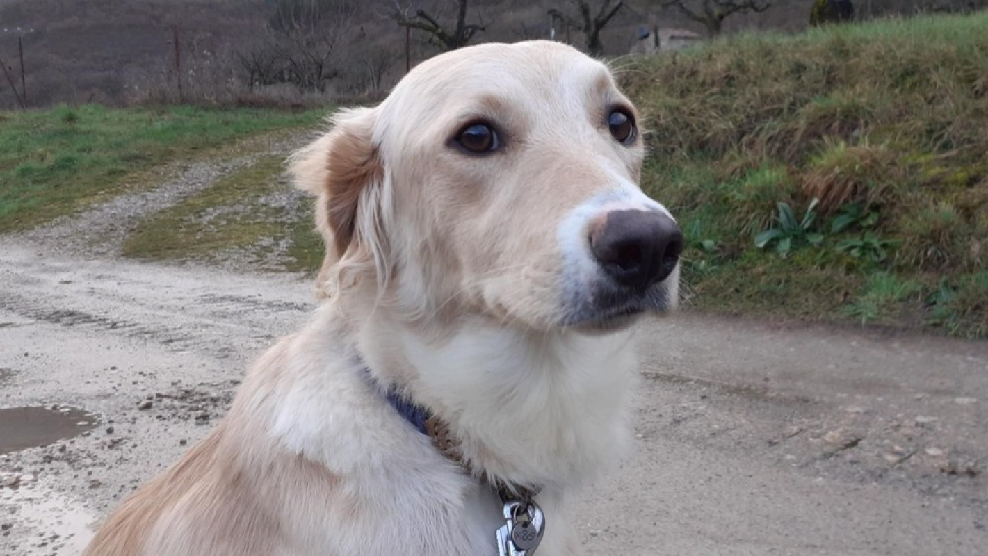 Photo #1 de Perséphone