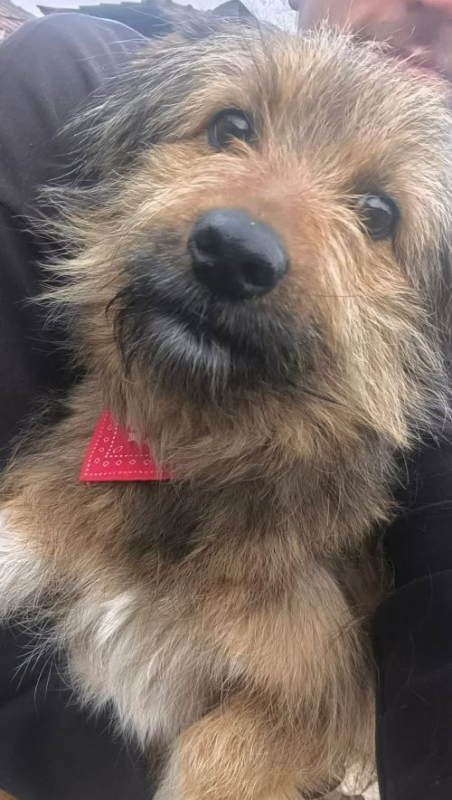 Photo #1 de Roussette