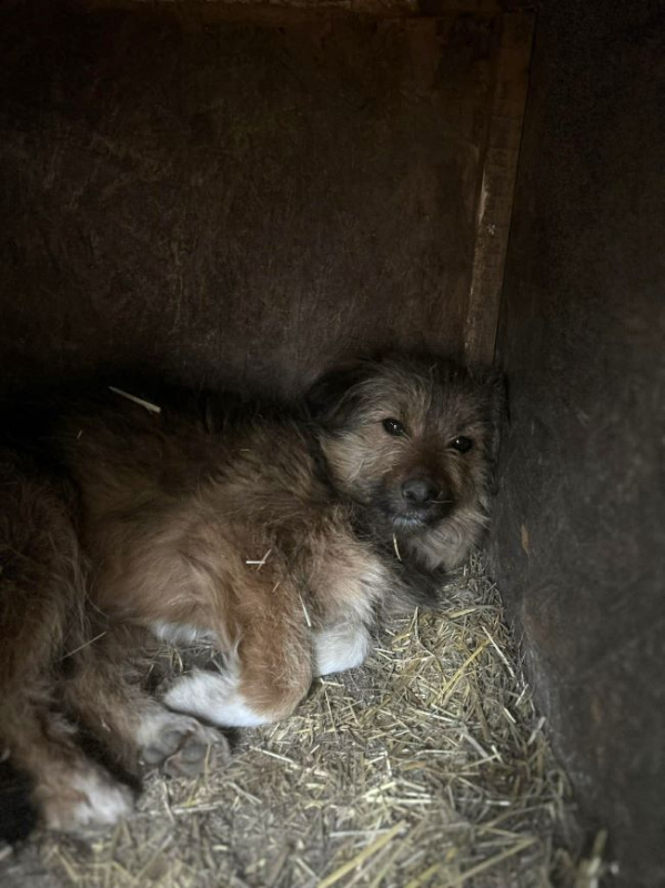 Photo #2 de Roussette