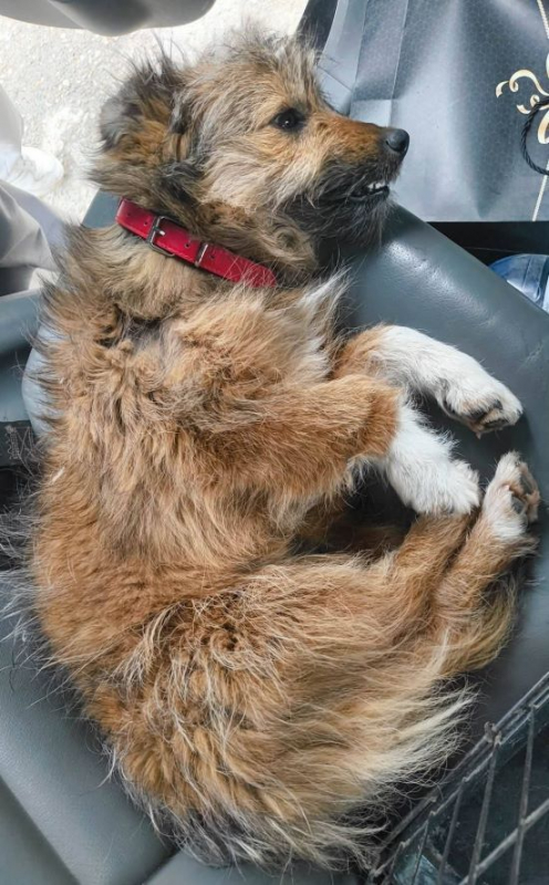 Photo #3 de Roussette