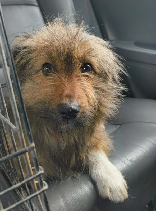 Photo #4 de Roussette