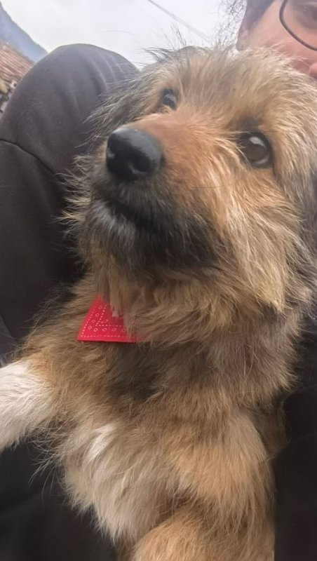 Photo #5 de Roussette