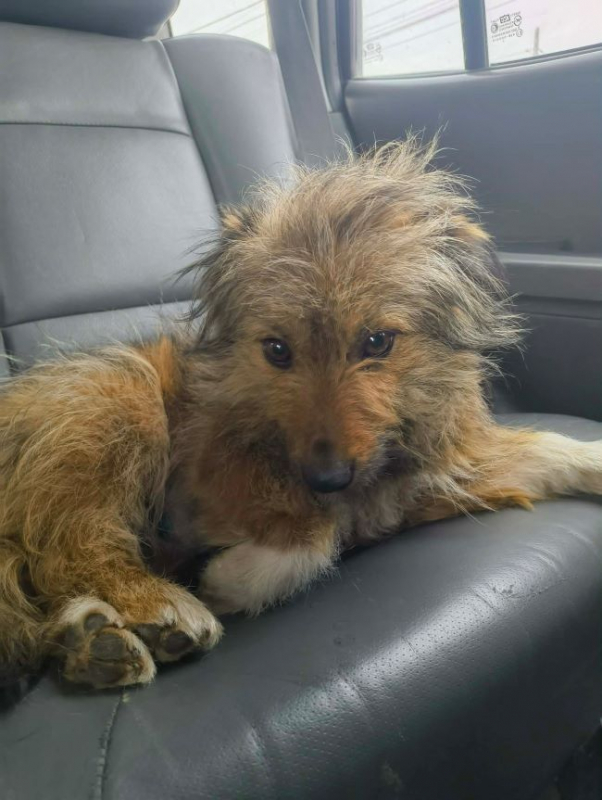 Photo #6 de Roussette