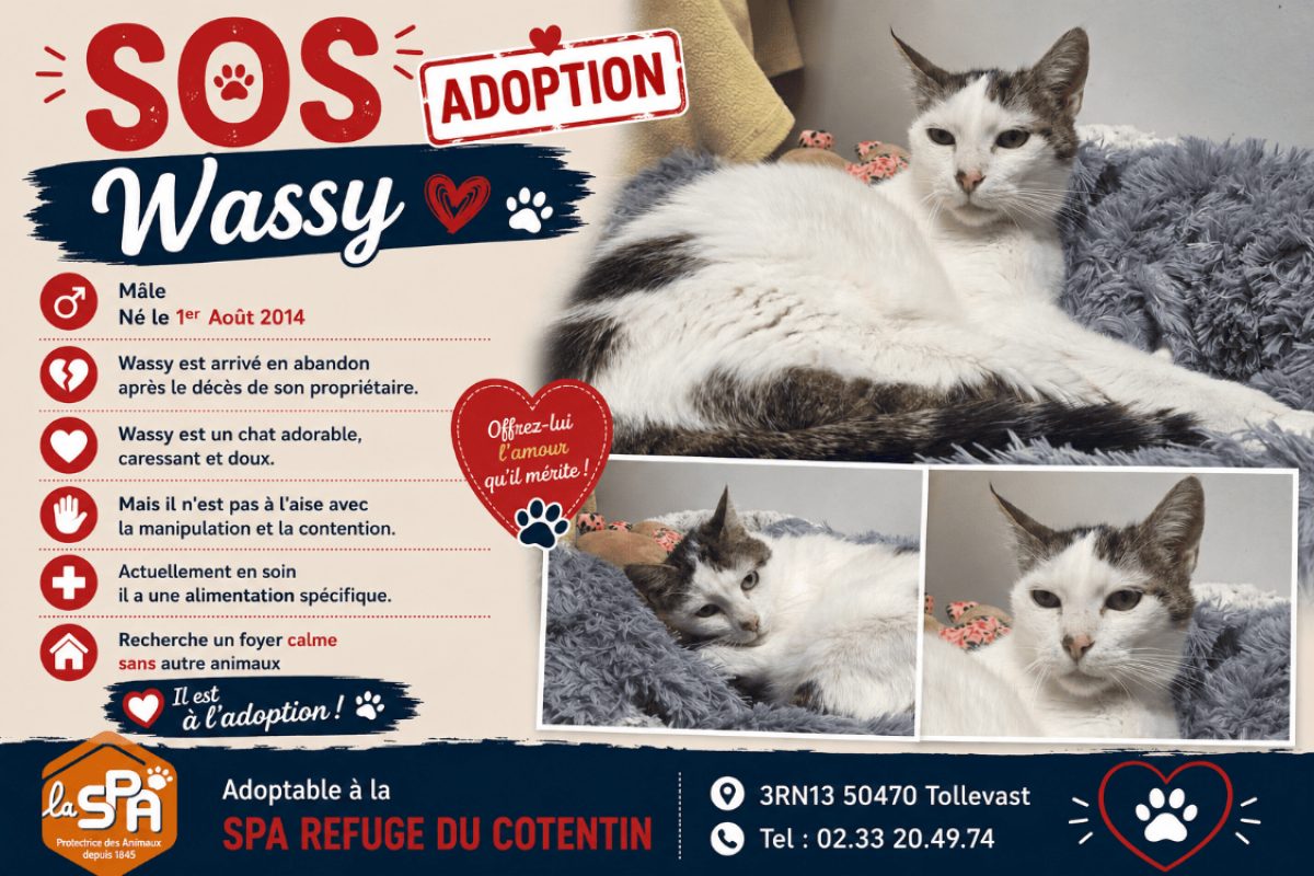 Wassy - Chat Européen à adopter