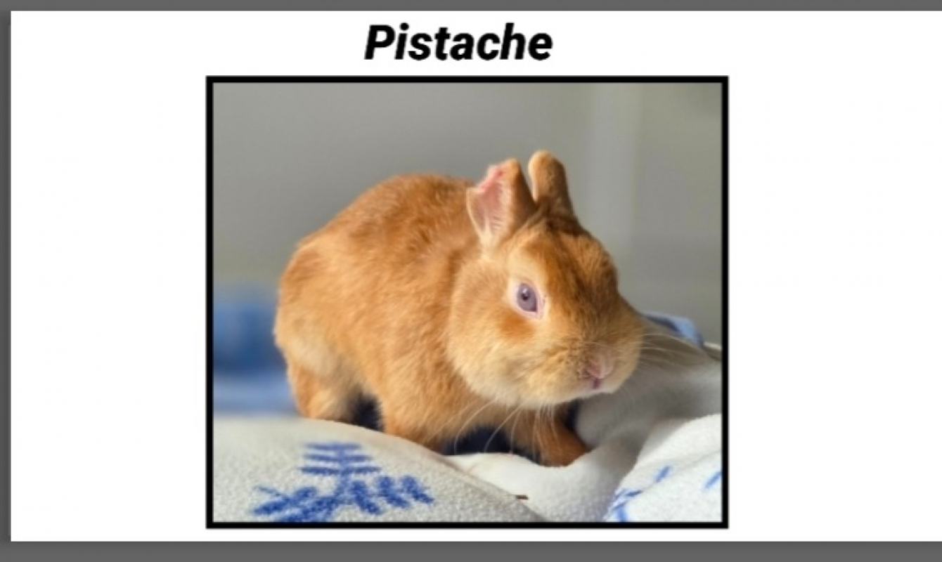 Photo de Pistache