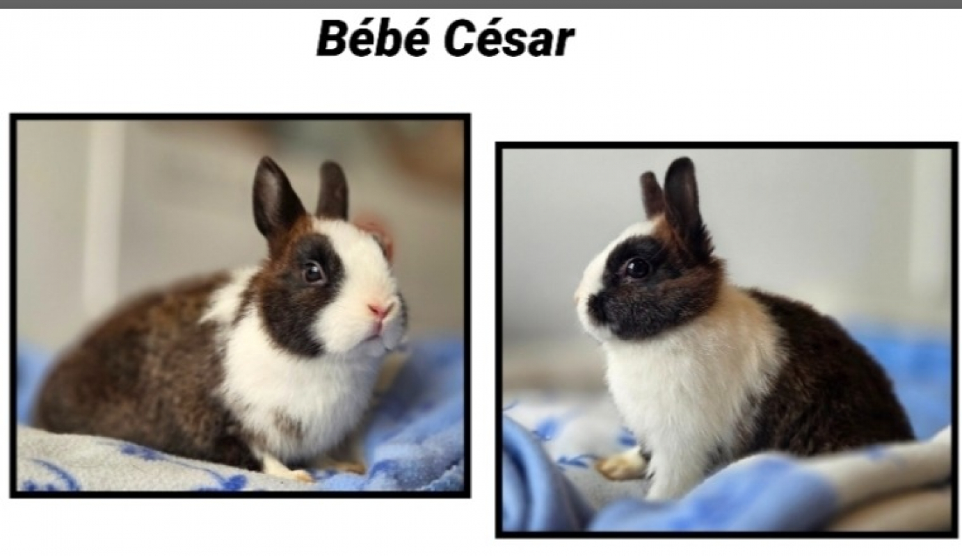 Photo de Bebe cesar