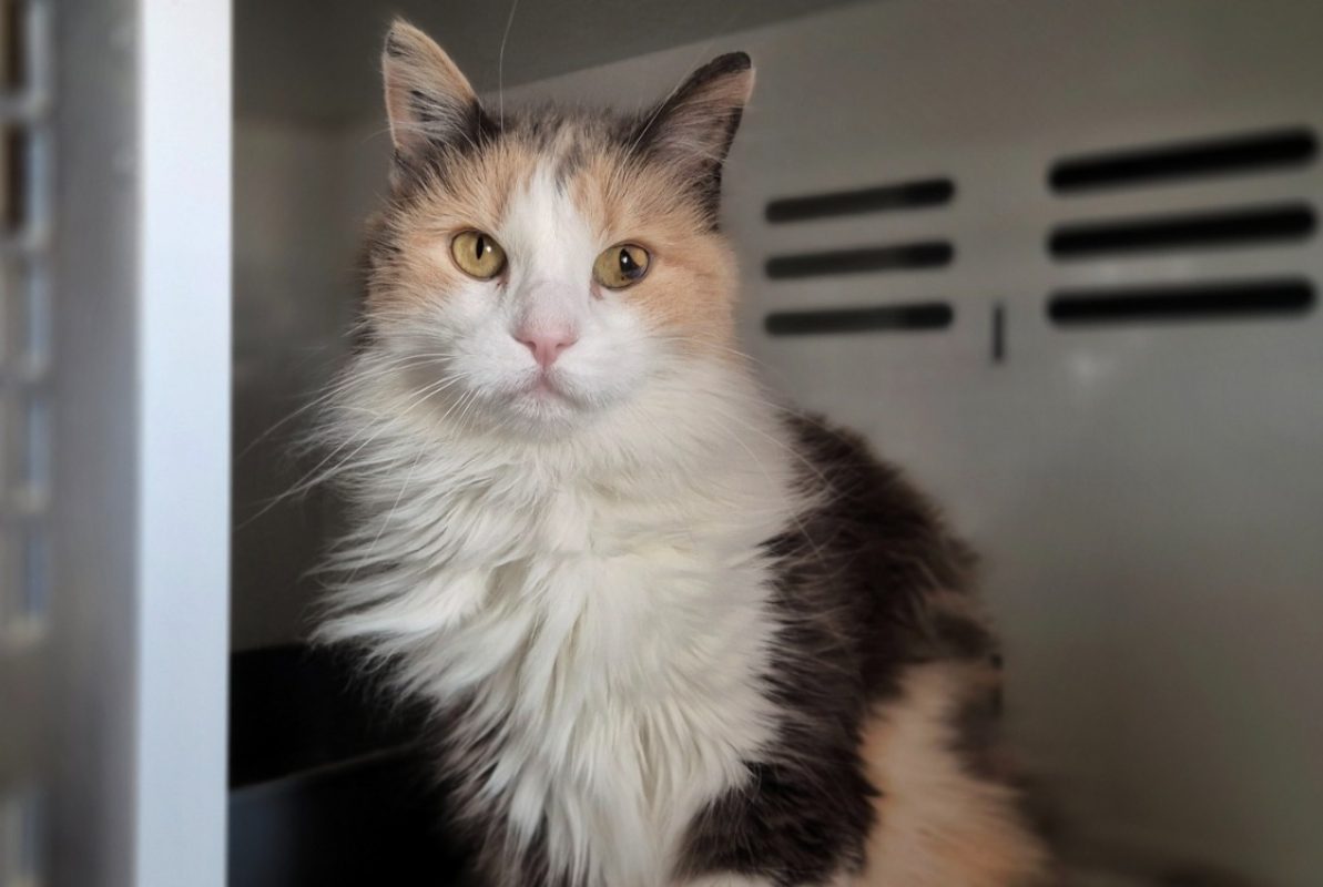 Nora - Chat Européen à adopter