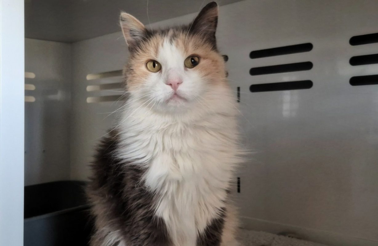 Nora - Chat Européen à adopter - photo 2