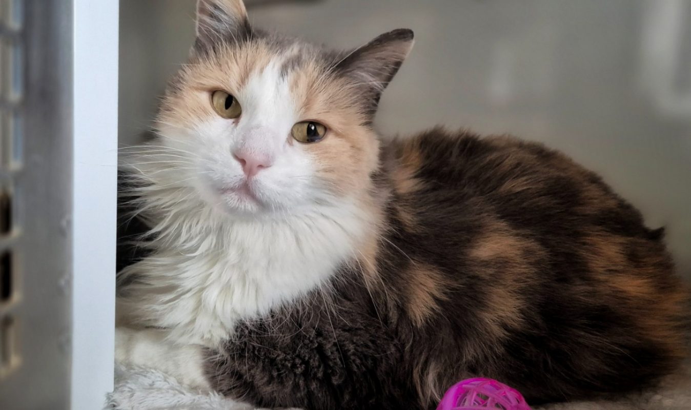 Nora - Chat Européen à adopter - photo 3