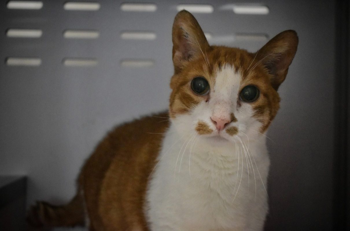Gaston - Chat Européen à adopter