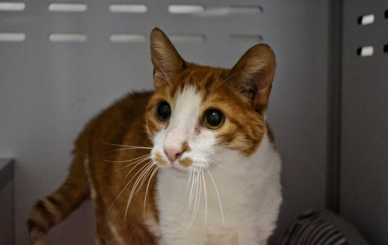Gaston - Chat Européen à adopter - photo 2