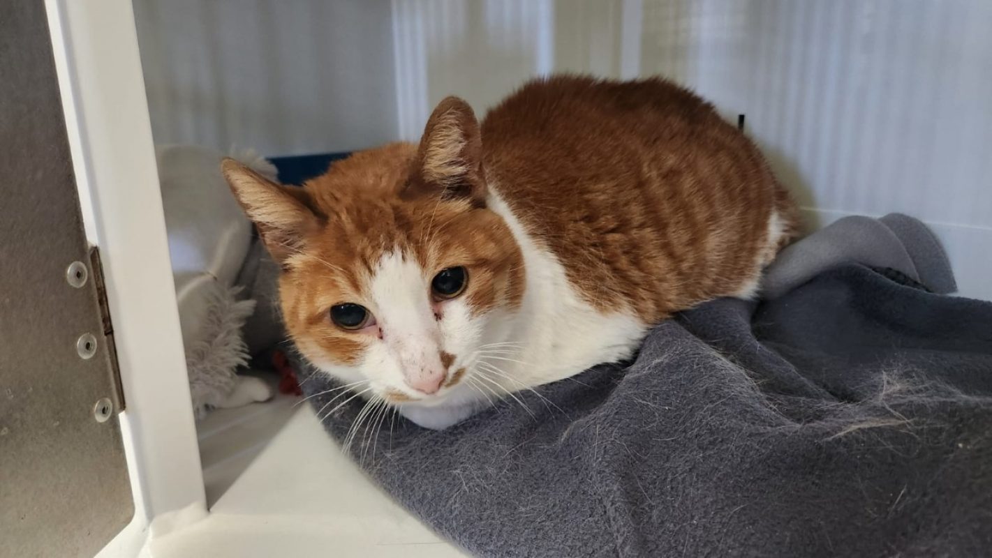 Gaston - Chat Européen à adopter - photo 3