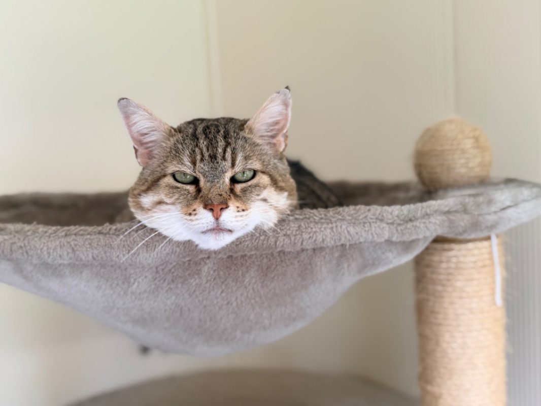 Lynxou - Chat Européen à adopter