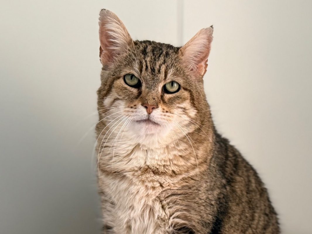 Lynxou - Chat Européen à adopter - photo 2