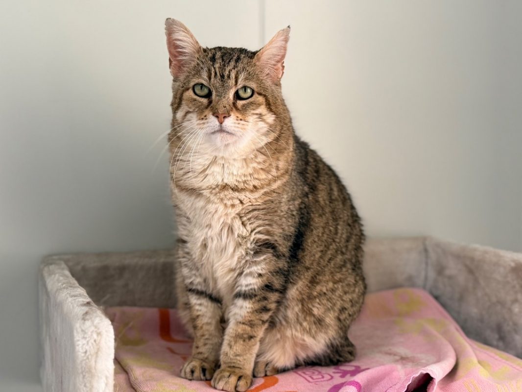 Lynxou - Chat Européen à adopter - photo 3
