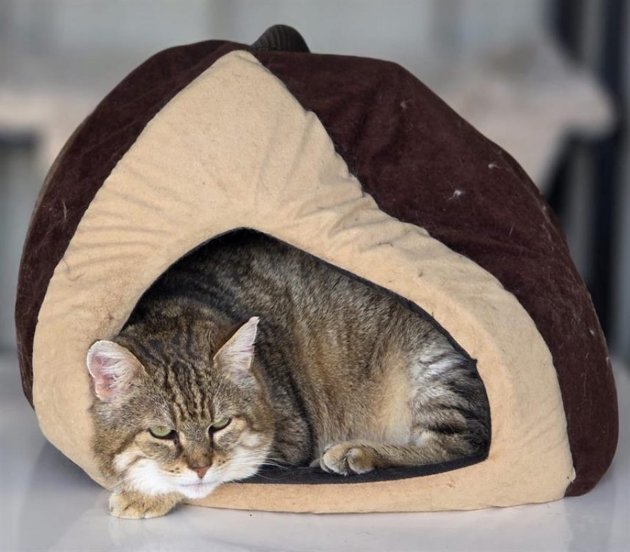 Lynxou - Chat Européen à adopter - photo 5