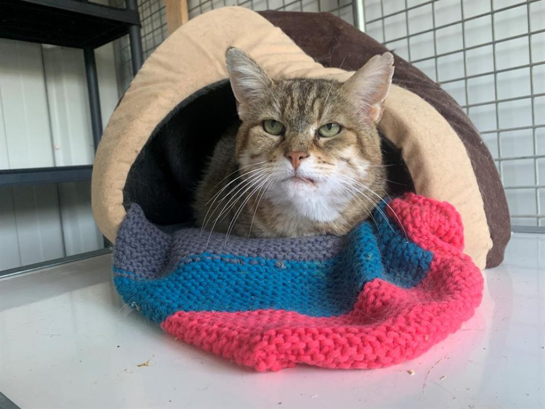 Lynxou - Chat Européen à adopter - photo 6