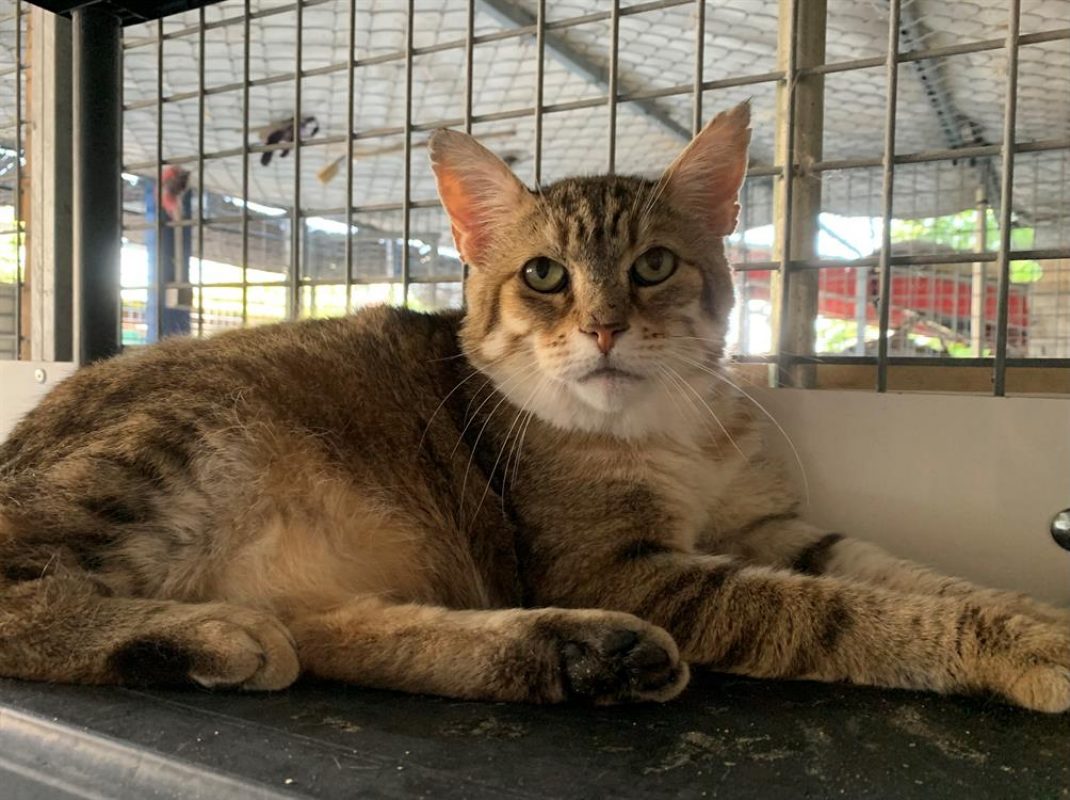Lynxou - Chat Européen à adopter - photo 7