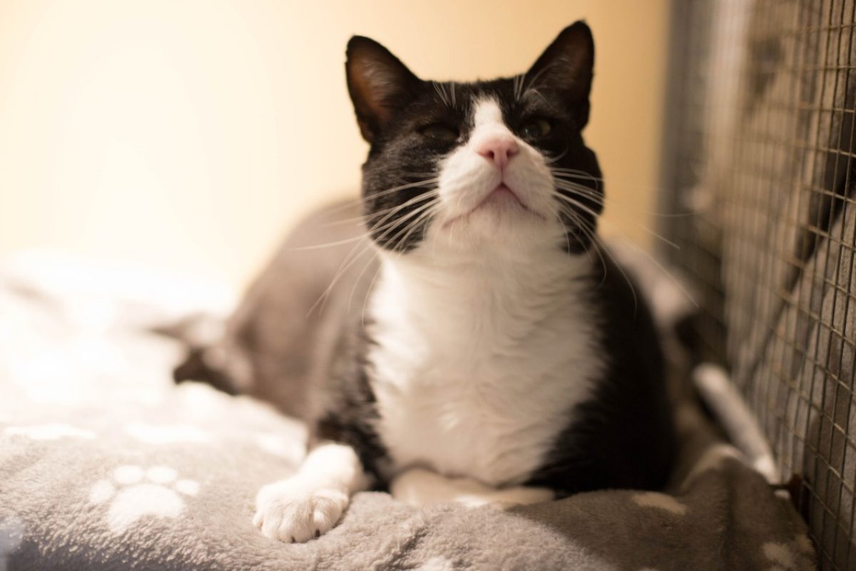 Oscar - Chat Européen à adopter