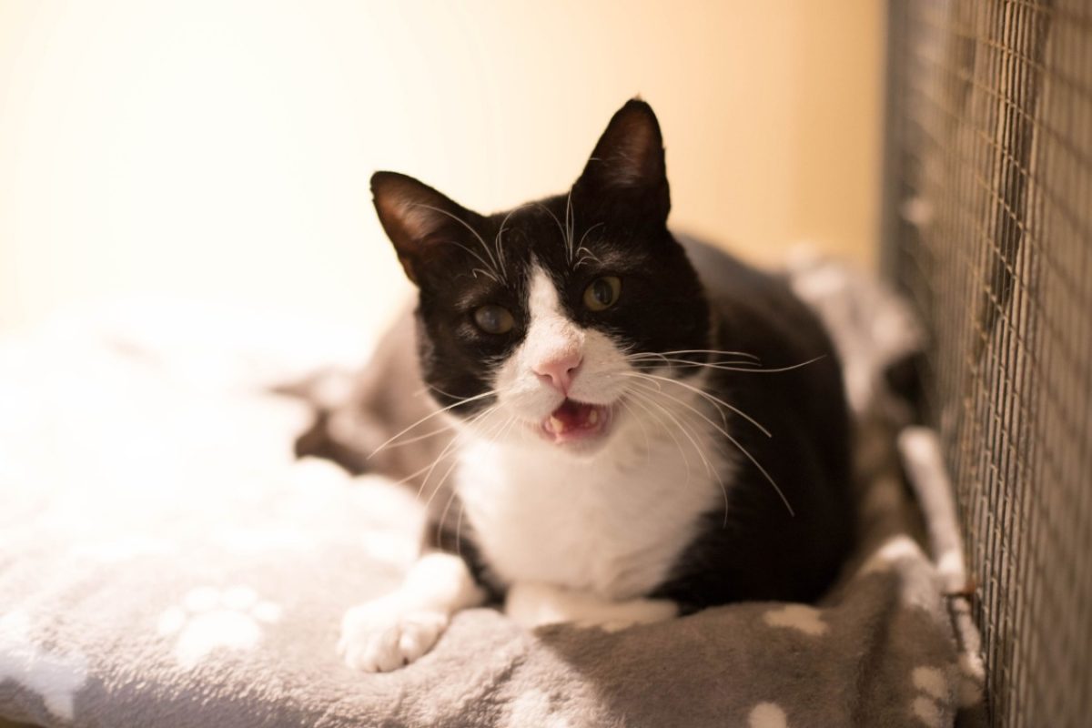 Oscar - Chat Européen à adopter - photo 2