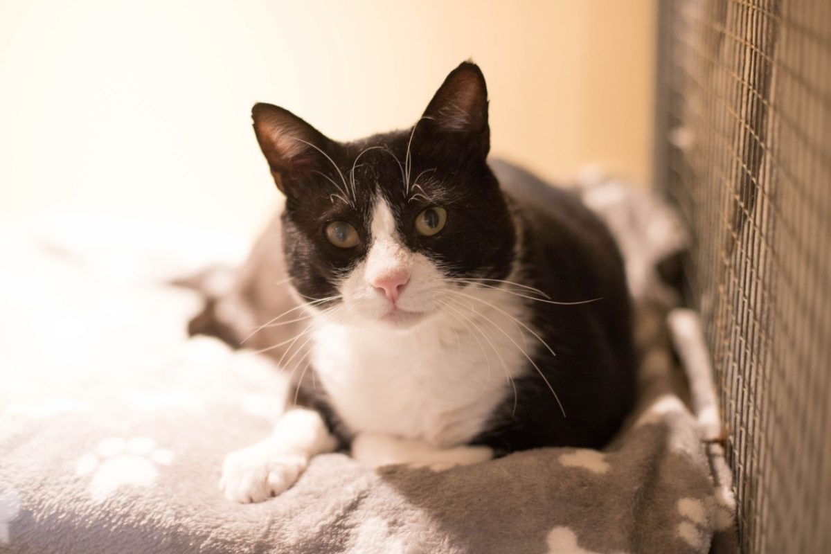 Oscar - Chat Européen à adopter - photo 3