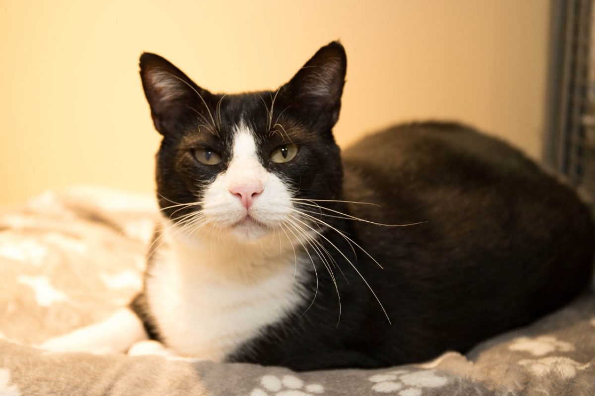 Oscar - Chat Européen à adopter - photo 4