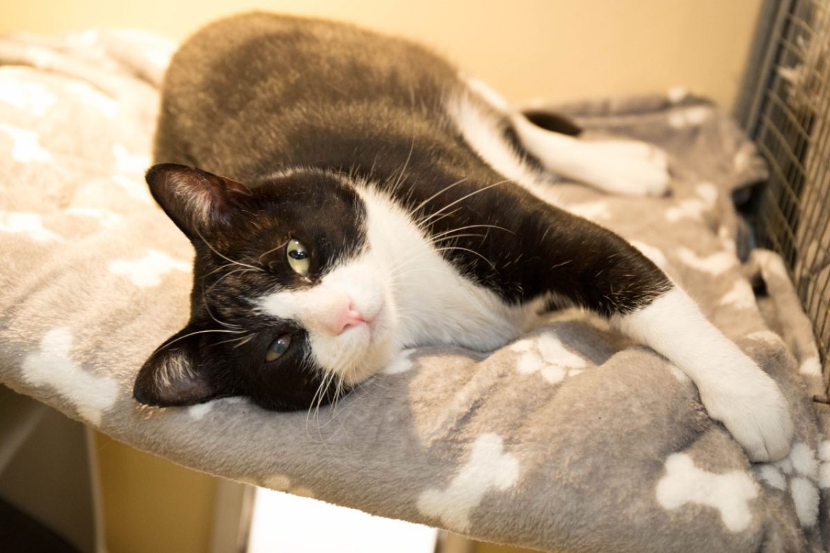 Oscar - Chat Européen à adopter - photo 5