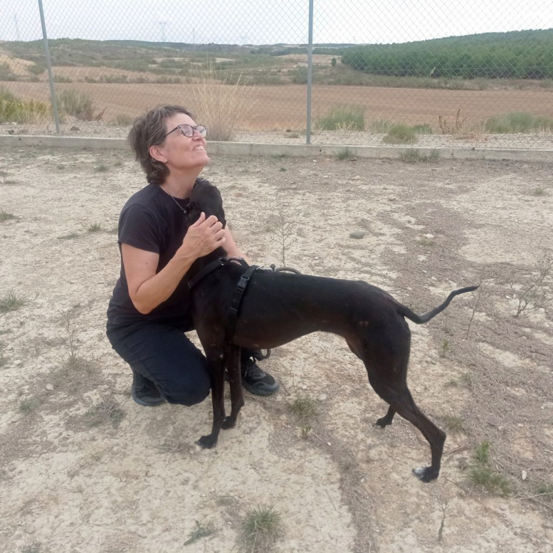 Photo #1 de RASMIA, galga affectueuse et sans peur