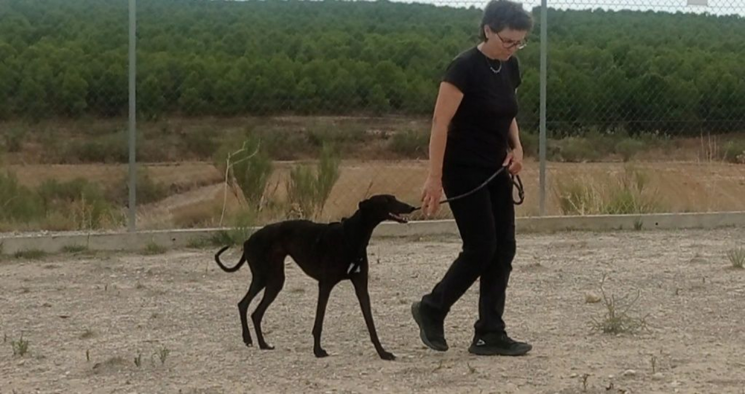Photo #3 de RASMIA, galga affectueuse et sans peur