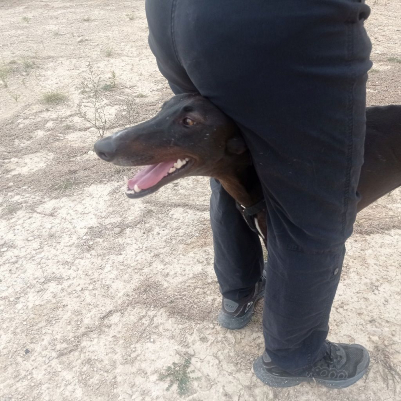 Photo #4 de RASMIA, galga affectueuse et sans peur