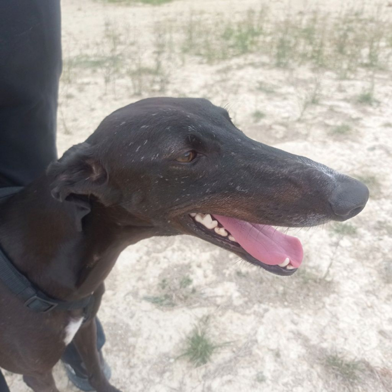 Photo #5 de RASMIA, galga affectueuse et sans peur