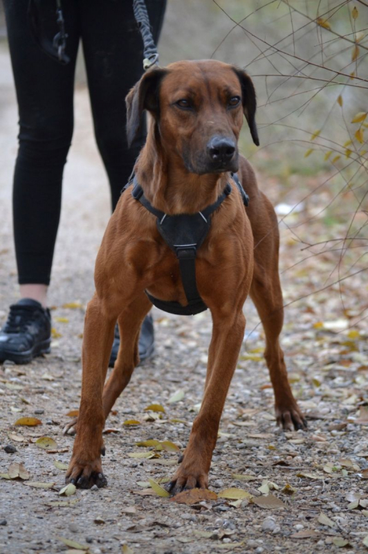 Photo #1 de TINO, le compagnon de vie idéal !