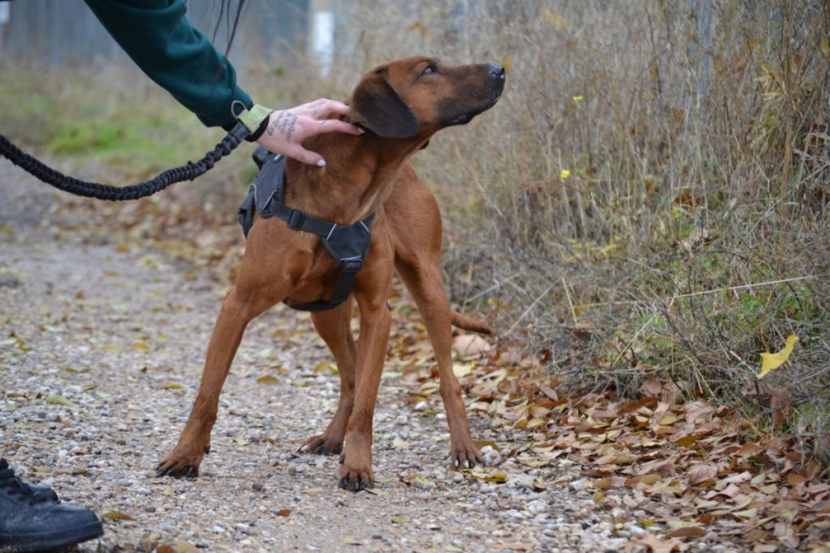 Photo #2 de TINO, le compagnon de vie idéal !