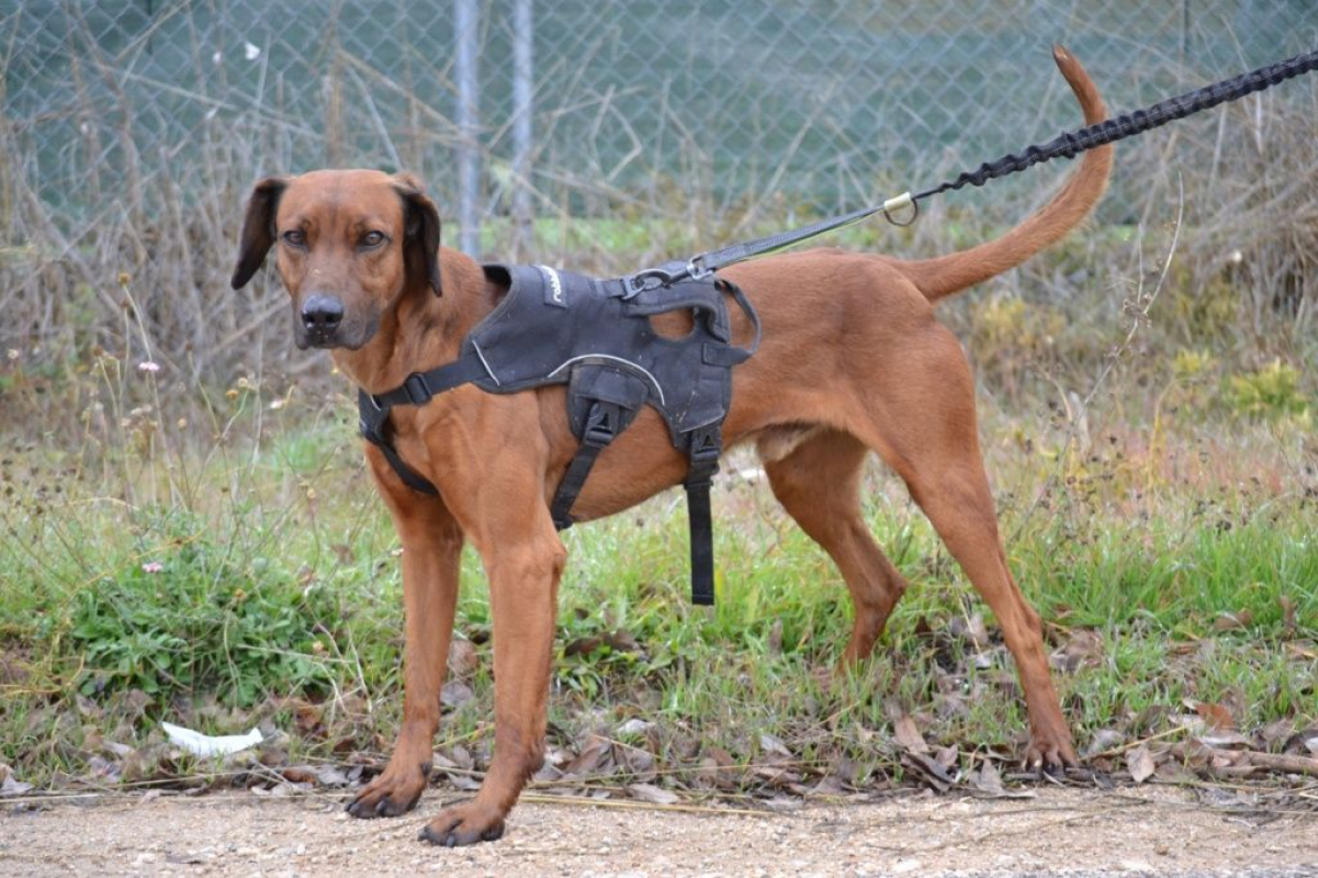 Photo #3 de TINO, le compagnon de vie idéal !