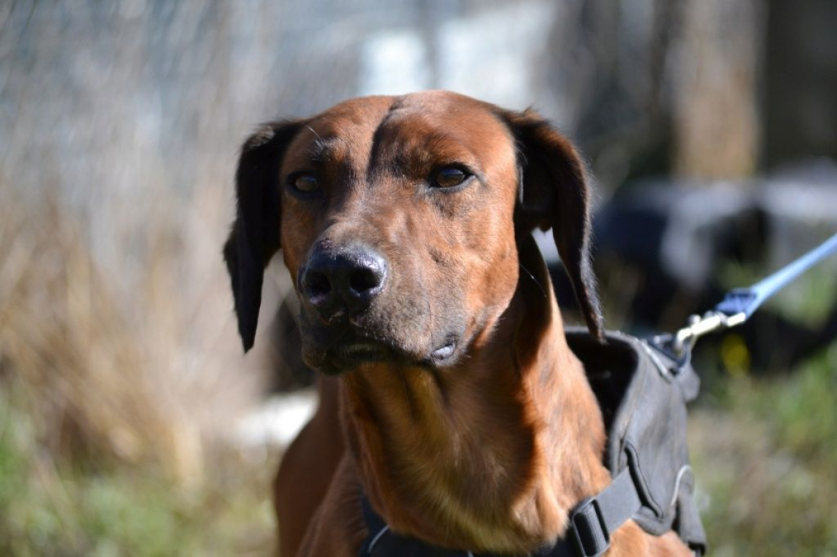 Photo #4 de TINO, le compagnon de vie idéal !