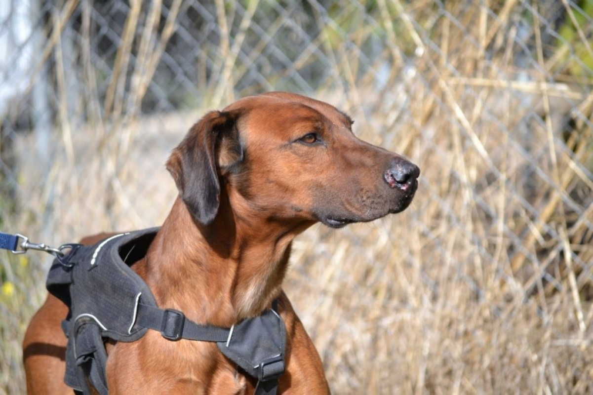 Photo #5 de TINO, le compagnon de vie idéal !