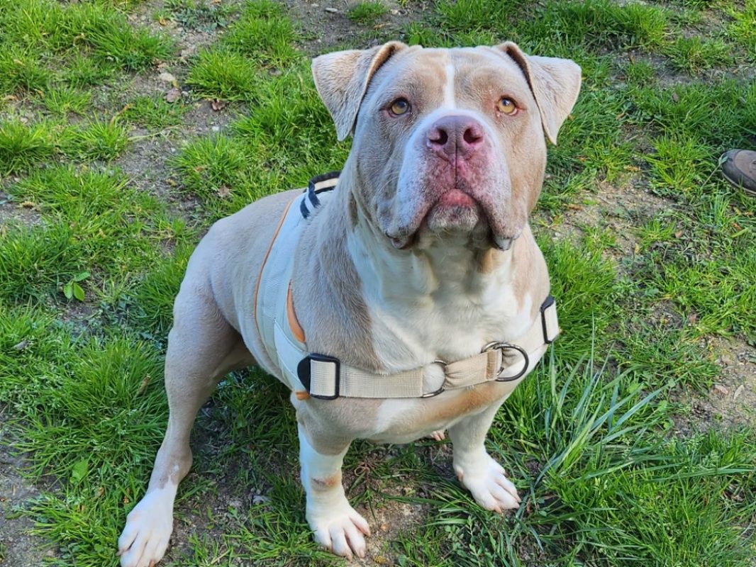 Kaly - American Bully à adopter à Luynes (37) - Animaux.fr