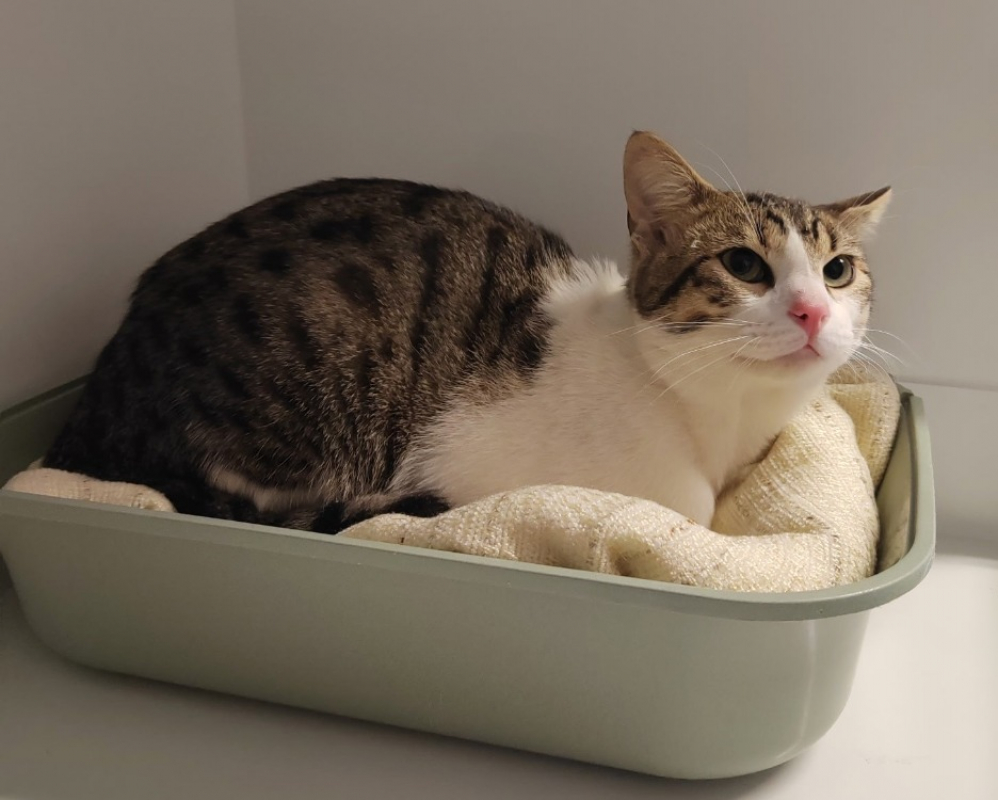 Photo #1 de Cafe latte