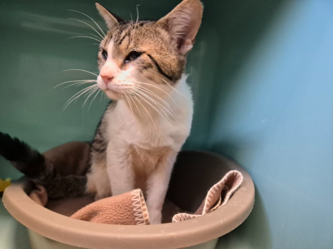 Photo #2 de Cafe latte